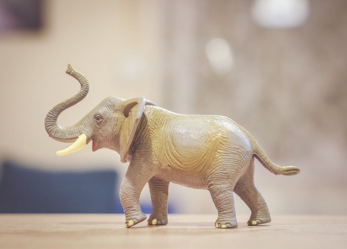 classroom desk pet small elephant